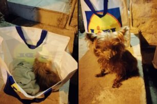Αθήνα: Πέταξε στον δρόμο παραμονή Πρωτοχρονιάς ηλικιωμένο και τυφλό σκυλάκι