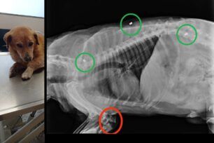 Λέσβος: Βρήκαν σκύλο τραυματισμένο από όχημα και πυροβολημένο 3 φορές με αεροβόλο
