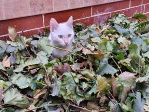 Χάθηκε λευκή αρσενική γάτα στον Κολωνό της Αθήνας