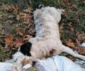 Λεοντάρι Καρδίτσας: Βρήκε τα δύο αδέσποτα σκυλιά που φρόντιζε σκοτωμένα και πεταμένα σε ρέμα