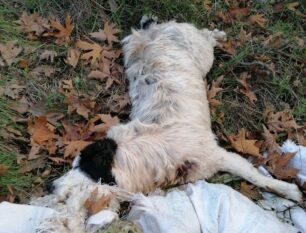 Λεοντάρι Καρδίτσας: Βρήκε τα δύο αδέσποτα σκυλιά που φρόντιζε σκοτωμένα και πεταμένα σε ρέμα