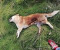 Ν. Μπομπολάκη: Χιλιάδες δολοφονίες ζώων ήμερης και άγρια ζωής αλλά οι αρμόδιες αρχές δεν κάνουν ό,τι οφείλουν