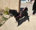 Βρέθηκε-Χάθηκε θηλυκός μαύρος σκύλος στο Περιστέρι Αττικής