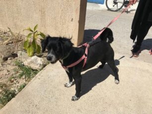 Βρέθηκε-Χάθηκε θηλυκός μαύρος σκύλος στο Περιστέρι Αττικής