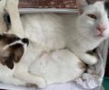 Μακρακώμη Φθιώτιδας: Βρήκε τη γάτα της ξυλοκοπημένη με σπασμένα πόδια και λεκάνη