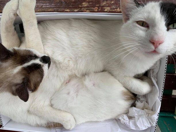 Μακρακώμη Φθιώτιδας: Βρήκε τη γάτα της ξυλοκοπημένη με σπασμένα πόδια και λεκάνη