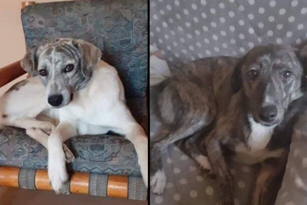 Αναζητούν τ’ αδέσποτα στειρωμένα σκυλιά που χάθηκαν απ'την Εξοχή και το Φίλυρο Θεσσαλονίκης
