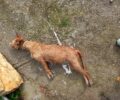 Χανιά: Θα βρει η Αστυνομία αν και ποιος κρέμασε σκύλο στο χωριό Μεγάλα Xωράφια;
