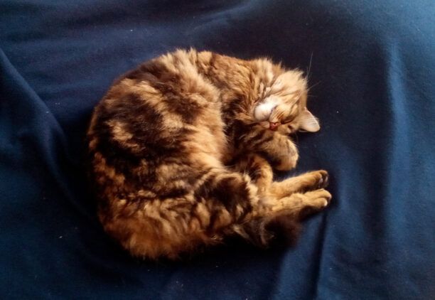 Χάθηκε θηλυκή στειρωμένη γάτα στην Κερατέα Αττικής