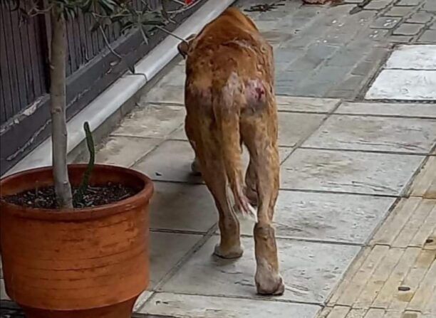 Αναζητούν τον άρρωστο σκύλο που περιφέρεται στη Ναύπακτο Αιτωλοακαρνανίας
