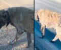 Αναζητούν εξαθλιωμένο & άρρωστο σκύλο που περιφέρεται κοντά στη Νέα Σελεύκεια Θεσπρωτίας (βίντεο)
