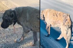 Αναζητούν εξαθλιωμένο & άρρωστο σκύλο που περιφέρεται κοντά στη Νέα Σελεύκεια Θεσπρωτίας (βίντεο)