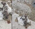 Νεοκαισάρεια Πιερίας: Βρήκε σκύλο ζωντανό μέσα σε τσουβάλι πεταμένο σε ποτάμι
