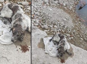 Νεοκαισάρεια Πιερίας: Βρήκε σκύλο ζωντανό μέσα σε τσουβάλι πεταμένο σε ποτάμι