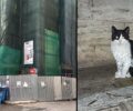 Νέος Κόσμος: Γάτες κινδυνεύουν πέφτοντας στον ασβέστη σε οικοδομή γιατί εργολάβος δεν τον καλύπτει