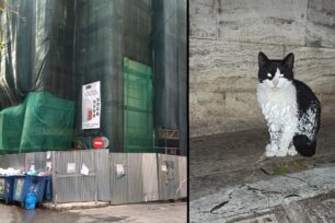 Νέος Κόσμος: Γάτες κινδυνεύουν πέφτοντας στον ασβέστη σε οικοδομή γιατί εργολάβος δεν τον καλύπτει