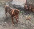 Ζητάει βοήθεια για να σωθεί σκελετωμένος σκύλος που βρέθηκε στο Νόστιμο Ευρυτανίας