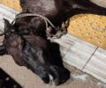 Οινούσσες: Ηλικιωμένος γάιδαρος με πρόβλημα όρασης πνίγηκε στη θάλασσα εξαιτίας του αδιάφορου ιδιοκτήτη του