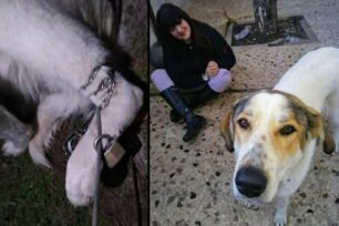 Έσωσε σκύλο που βασάνιζαν οι ιδιοκτήτες του στην Π. Πεντέλη και αναζητά γι' αυτόν κατάλληλο σπιτικό (βίντεο)