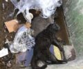 Πάτμος: Δολοφονημένες με φόλες οι γάτες του νεκροταφείου