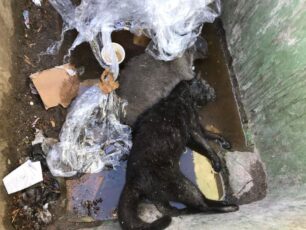 Πάτμος: Δολοφονημένες με φόλες οι γάτες του νεκροταφείου