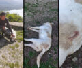 Πετροχώρι Αιτωλοακαρνανίας: Βρήκε τον αδέσποτο σκύλο που φρόντιζε νεκρό, πυροβολημένο από κυνηγό