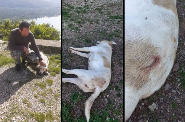 Πετροχώρι Αιτωλοακαρνανίας: Βρήκε τον αδέσποτο σκύλο που φρόντιζε νεκρό, πυροβολημένο από κυνηγό