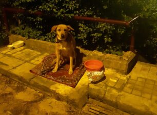 Πιθανότατα παρατημένο το σκυλί βρέθηκε στο Πολύγωνο στο κέντρο της Αθήνας