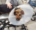 Έκκληση για τα φάρμακα χημειοθεραπείας πυροβολημένου σκύλου με όγκο στο κεφάλι 14 εκατ. (βίντεο)