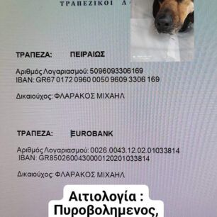 Έκκληση για τα φάρμακα χημειοθεραπείας πυροβολημένου σκύλου με όγκο στο κεφάλι 14 εκατ. (βίντεο) 15 PyrgosIleiasPyrovolimenosSkylosOgos12 2021 5