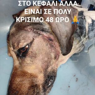 Έκκληση για τα φάρμακα χημειοθεραπείας πυροβολημένου σκύλου με όγκο στο κεφάλι 14 εκατ. (βίντεο) 13 PyrgosIleiasPyrovolimenosSkylosOgos12 2021 7