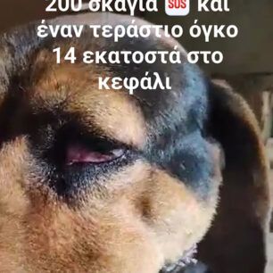 Έκκληση για τα φάρμακα χημειοθεραπείας πυροβολημένου σκύλου με όγκο στο κεφάλι 14 εκατ. (βίντεο) 5 PyrgosIleiasPyrovolimenosSkylosOgos12 2021 8
