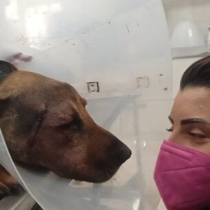 Έκκληση για τα φάρμακα χημειοθεραπείας πυροβολημένου σκύλου με όγκο στο κεφάλι 14 εκατ. (βίντεο) 14 PyrgosIleiasPyrovolimenosSkylosOgos31 12 2021 6