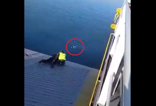 Σαλαμίνα: Το πλήρωμα του φέρι μποτ «Ελευθέριος» έσωσε σκύλο που βρέθηκε στη θάλασσα (βίντεο)