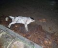 Δολοφονημένος με φόλα σκύλος στο Ζούμπερι Αττικής