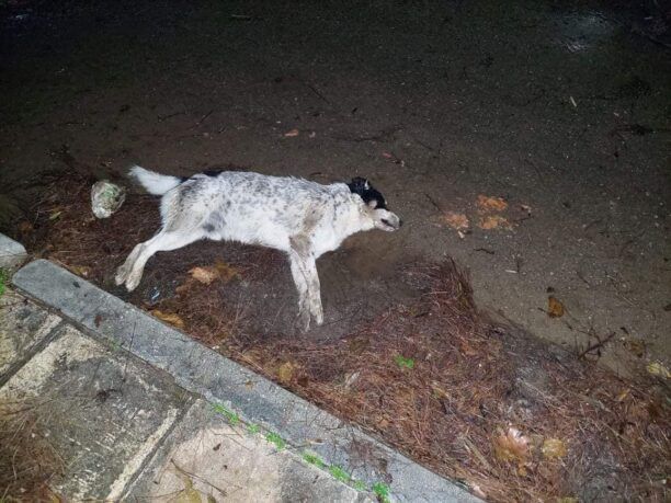 Δολοφονημένος με φόλα σκύλος στο Ζούμπερι Αττικής