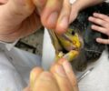 Γλυφάδα Αττικής: Έσωσαν θαλασσοκόρακα που βρέθηκε με αγκίστρια καρφωμένα στο στόμα του