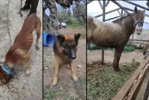 Βαϊνιά Λασιθίου: Κατασχέθηκαν άλογο και 4 σκυλιά που συστηματικά κακοποιούσε ο ιδιοκτήτης τους (βίντεο)