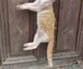 Κέρκυρα: Φωτογραφίες που αποδεικνύουν το βασανιστήριο που πέρασε γάτα στα χέρια του 78χρονου δολοφόνου