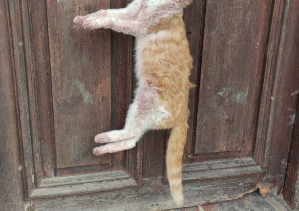 Κέρκυρα: Φωτογραφίες που αποδεικνύουν το βασανιστήριο που πέρασε γάτα στα χέρια του 78χρονου δολοφόνου