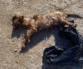 Βρήκε σκύλο νεκρό μέσα σε πλαστική σακούλα γεμάτη μπάζα σε παραλία της Βούλας Αττικής
