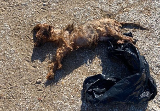 Βρήκε σκύλο νεκρό μέσα σε πλαστική σακούλα γεμάτη μπάζα σε παραλία της Βούλας Αττικής