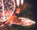 Χαλκίδα Εύβοιας: Αδέσποτος σκύλος νεκρός από ηλεκτροπληξία στα χριστουγεννιάτικα στολίδια του Δήμου Χαλκιδέων