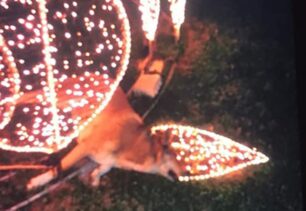 Χαλκίδα Εύβοιας: Αδέσποτος σκύλος νεκρός από ηλεκτροπληξία στα χριστουγεννιάτικα στολίδια του Δήμου Χαλκιδέων