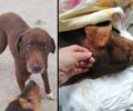 Χαρίεσσα Ημαθίας: Δολοφόνησε με φόλες αδέσποτα και την τυφλή σκυλίτσα που έγινε διάσημη πανελλαδικά (βίντεο)