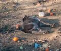 Χώρα Μεσσηνίας: Έριξε φόλα και δηλητηρίασε σκύλο σε περιφραγμένο χώρο (βίντεο)
