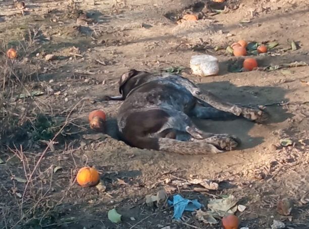 Χώρα Μεσσηνίας: Έριξε φόλα και δηλητηρίασε σκύλο σε περιφραγμένο χώρο (βίντεο)