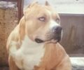 Χάθηκε αρσενικός σκύλος στειρωμένος ράτσας Πίτμπουλ στην Παλλήνη Αττικής