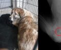 Αιανή Κοζάνης: Αδέσποτος σκύλος βρέθηκε πυροβολημένος με αεροβόλο στην σπονδυλική στήλη