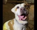 Χάθηκε αρσενικός σκύλος στους Θρακομακεδόνες Αττικής